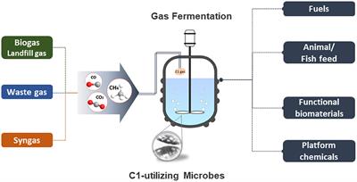 Editorial: Bioconversion and Biorefinery of C1 Compounds